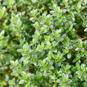 Thyme  Thyme Green Zellige Tile - Classic Square Design Option – LiLi Tile